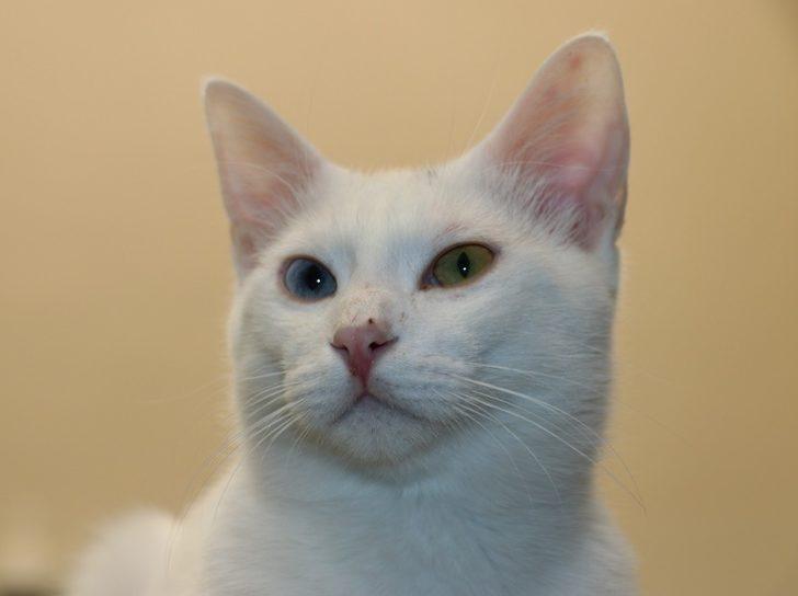 Van kedilerinde yok olma tehlikesi devam ediyor G2