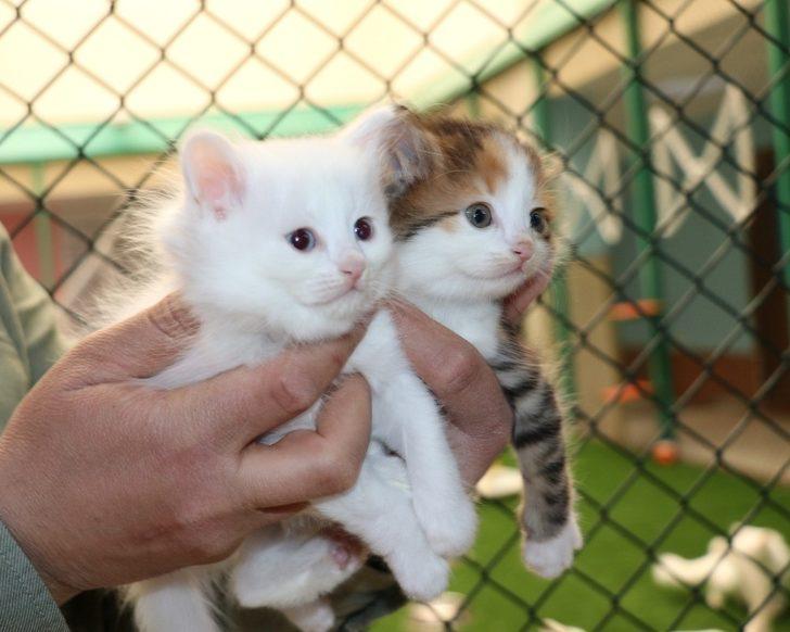 Van kedilerinde yok olma tehlikesi devam ediyor G3