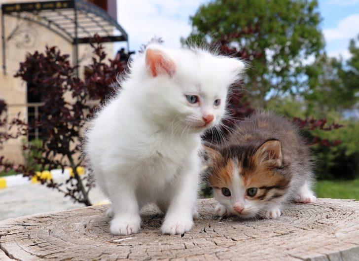 Van kedilerinde yok olma tehlikesi devam ediyor G4