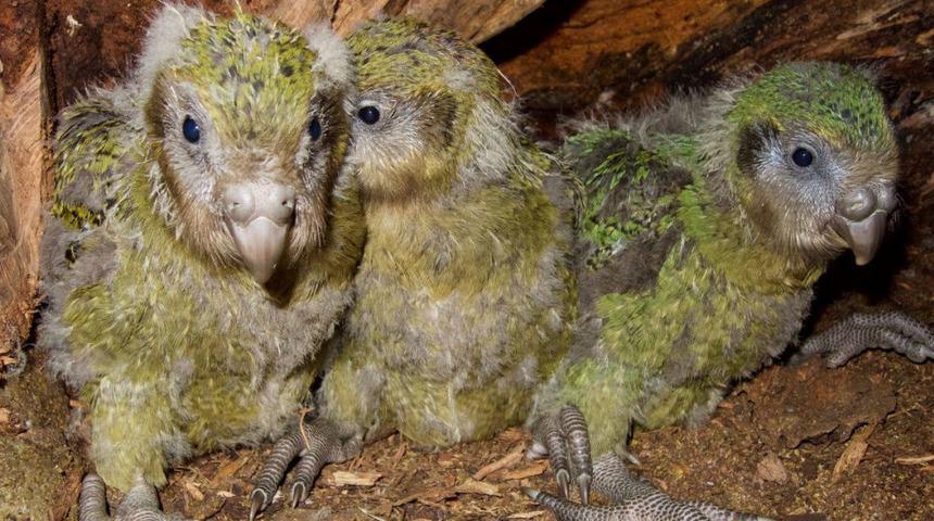 Soyu tükenmekte olan yavru kakapo ameliyata alındı!