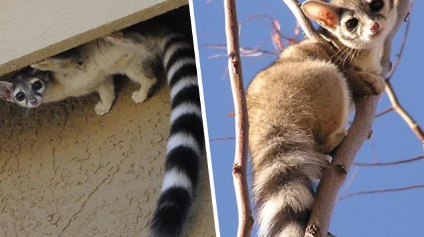 İnanılır gibi değil ama bu bir kedi!