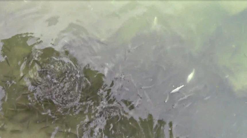 Dereye tarım ilacı karıştı, balıklar öldü  