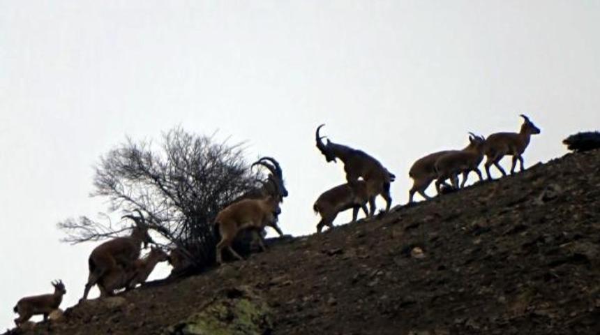 Erzincan'da avcılar vaşağın avlanma anını g&ouml;r&uuml;nt&uuml;ledi! İlk kez kaydedildi