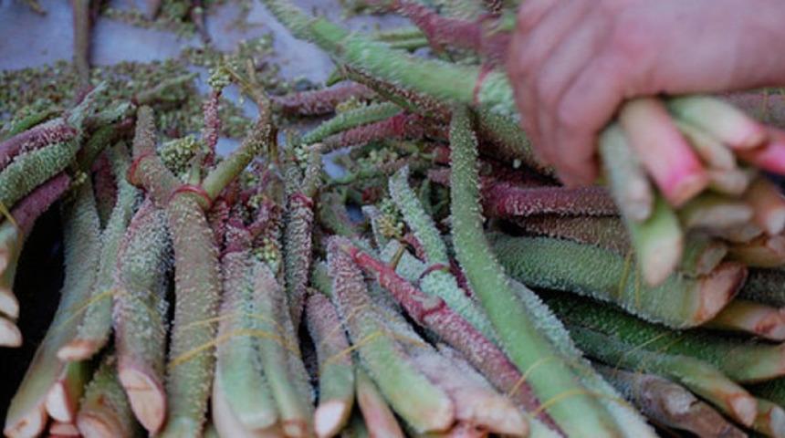 Yayla muzu diyen de var: Anadolu'nun şifalısı ışgının faydaları kanıtlandı