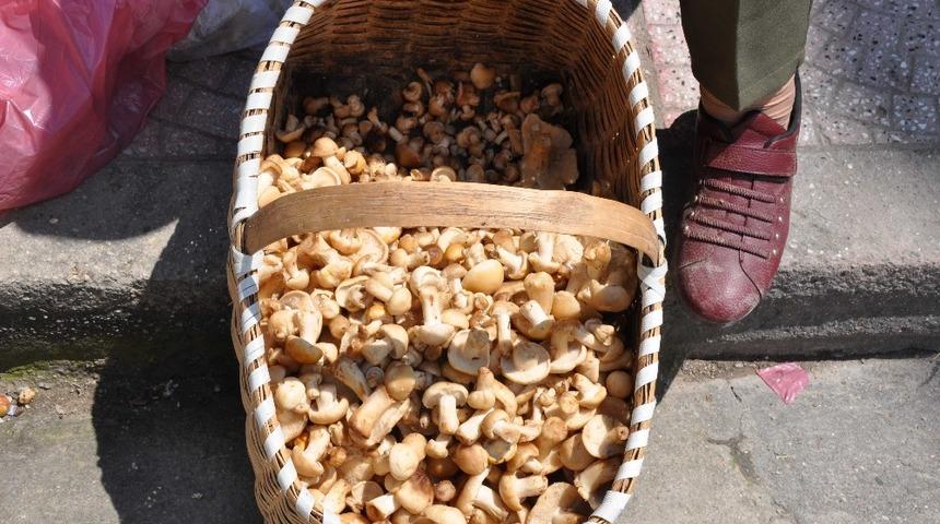 Cincile mantarı pazardaki yerini aldı