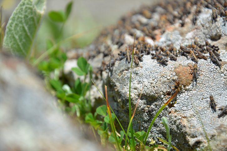 Bölgeyi istila ettiler! Vatandaş yardım bekliyor: 15 gün içinde bir şey bırakmazlar G3