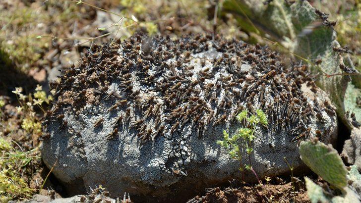 Bölgeyi istila ettiler! Vatandaş yardım bekliyor: 15 gün içinde bir şey bırakmazlar G4