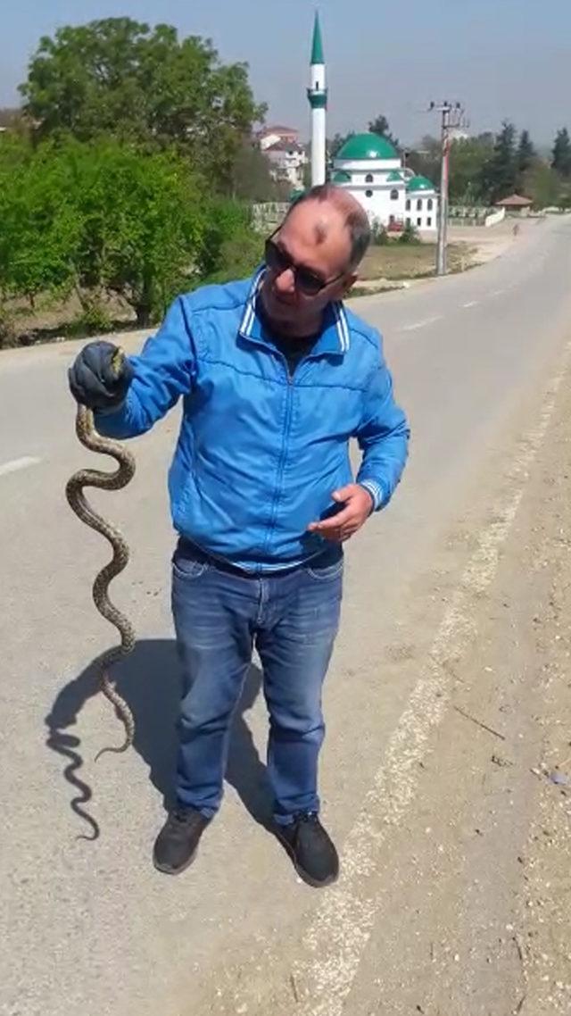 Yolda gördüğü yılanı, doğaya saldı