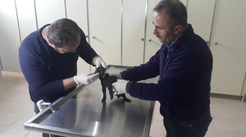 Ayakları kırılan yavru kedi sağlığına kavuştu