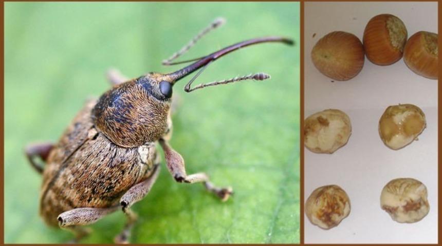 &Uuml;reticilere &rsquo;fındık kurdu&rsquo; uyarısı