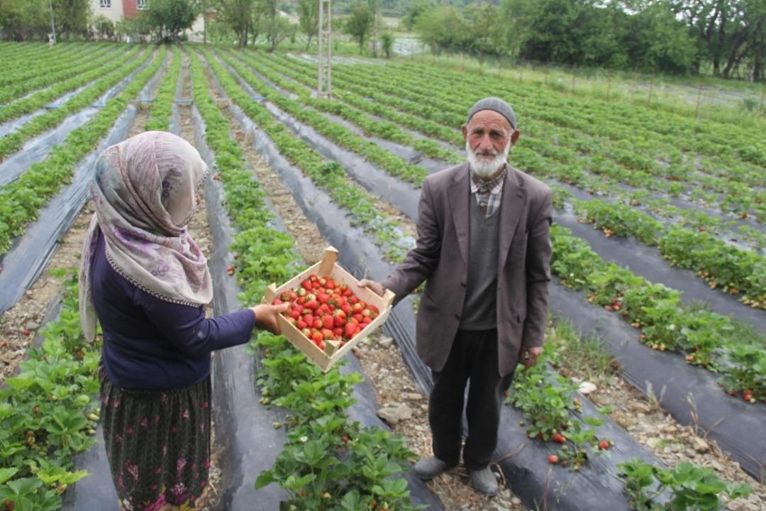 Sason&rsquo;da yılın ilk &ccedil;ilek hasadı başladı