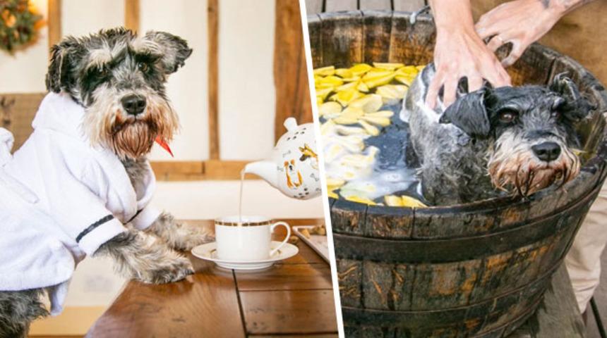 İngiltere'nin en l&uuml;ks oteli ama insanlar i&ccedil;in değil! Bir de i&ccedil;ini g&ouml;r&uuml;n