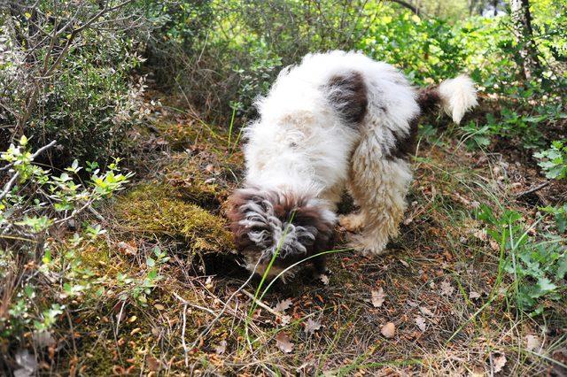 Trüf mantarını, Lagotto Romagnolo cinsi köpeklerle buluyor