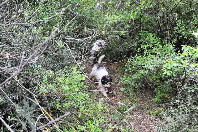 Trüf mantarını, Lagotto Romagnolo cinsi köpeklerle buluyor 3