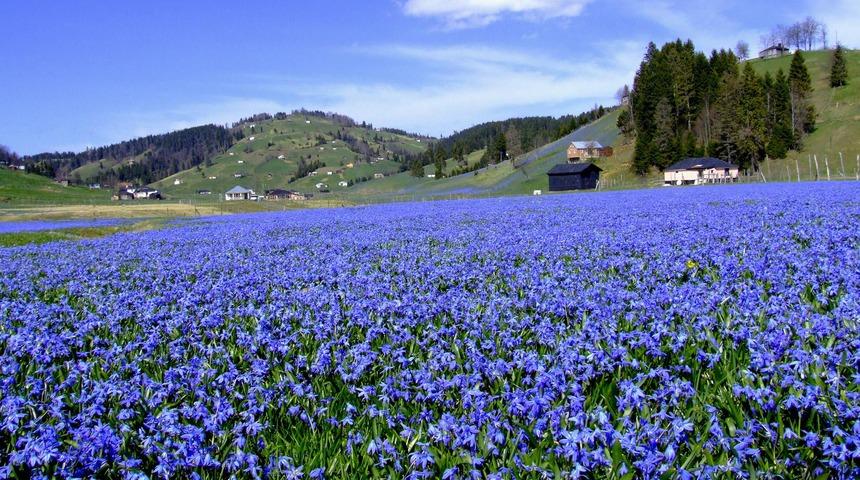 Ziyaretçilerin çiğnediği ‘Mavi Yıldız’ çiçeği kayboldu 