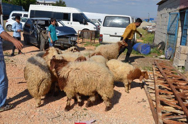 Şanlıurfa’dan kaçak yollarla getirilen 50 koyun ele geçirildi