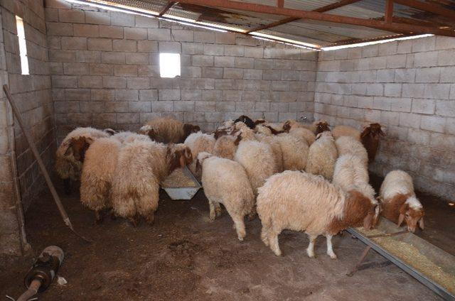 Şanlıurfa’dan kaçak yollarla getirilen 50 koyun ele geçirildi