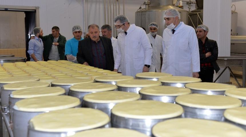 S&uuml;tler toplanmaya başlandı