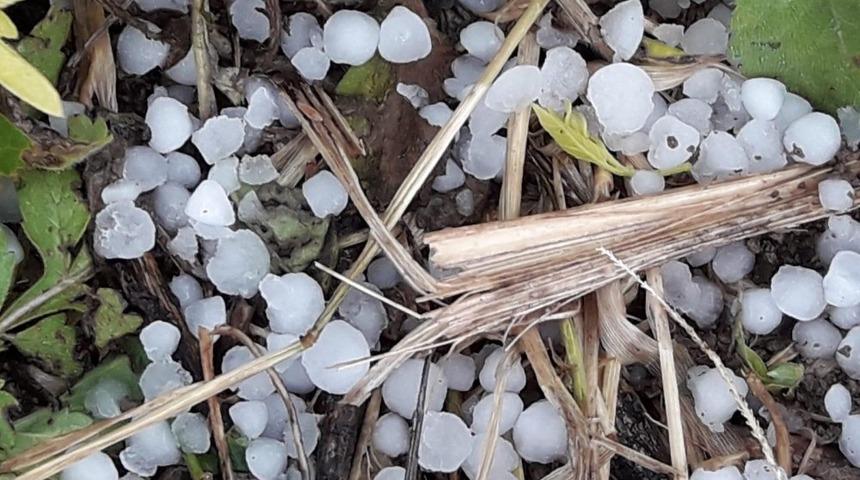 Sakarya&rsquo;da kısa s&uuml;reli fındık b&uuml;y&uuml;kl&uuml;ğ&uuml;nde dolu yağdı