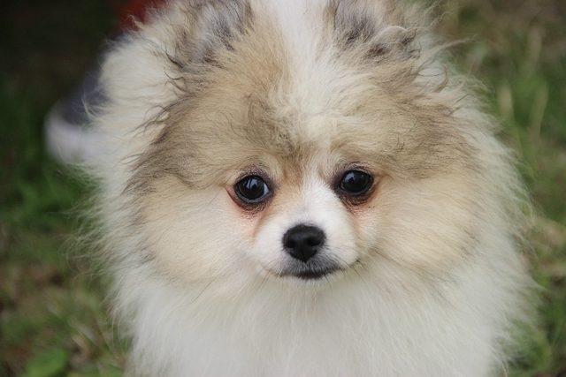 K&ouml;pek ırkları Eskişehir&rsquo;de yarıştı 2