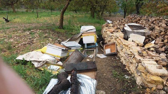 (Özel) Uludağ’da ayılar  bu köye dadandı...Her gün köye gelip kovanları parçalıyor