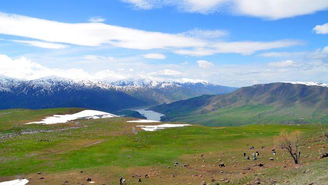 Muş'ta terörden arındırılan dağlarda ot topluyorlar