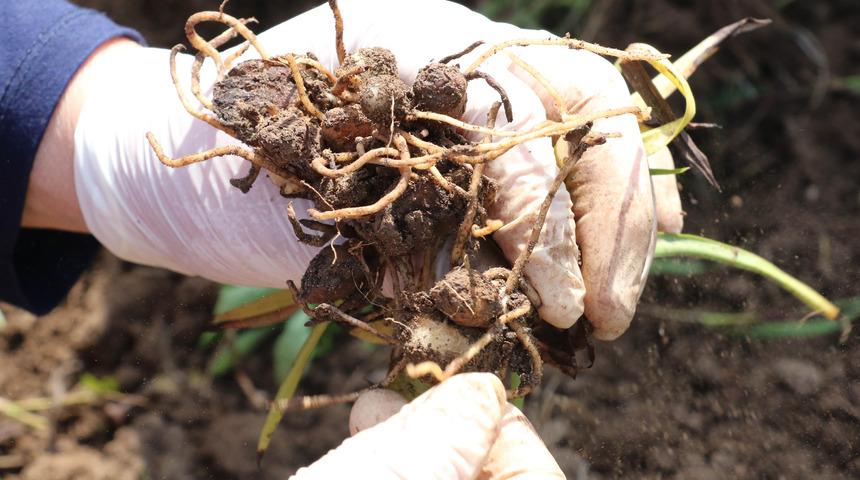 Orkide, kilosu bin liradan alıcı buluyor