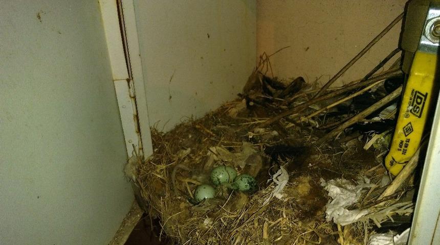 Karganın yavruları i&ccedil;in yaptığı yuva se&ccedil;imi şaşırttı