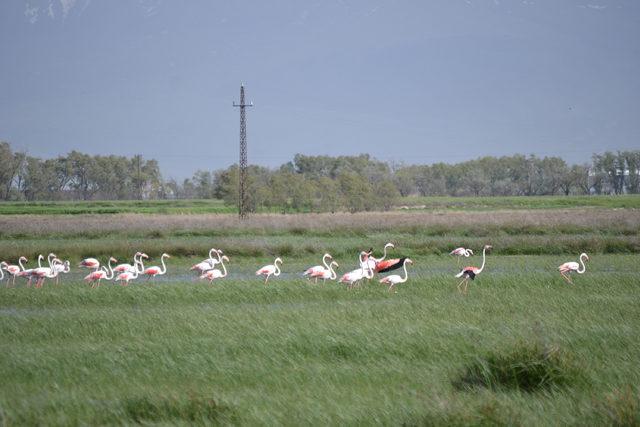 Göç yolundaki flamingolar, sazlıkta kuluçkaya yattı 