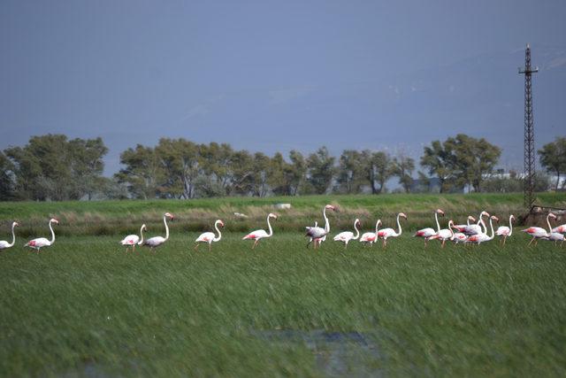 Göç yolundaki flamingolar, sazlıkta kuluçkaya yattı 
