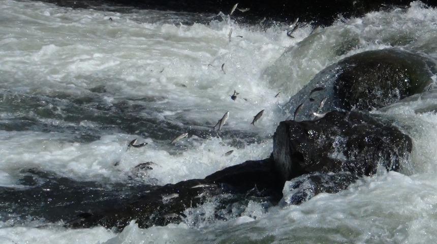 B&uuml;y&uuml;k g&ouml;&ccedil; başladı