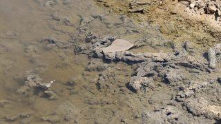 Denizli'deki depremden sonra oluşan yarıktan zehirli su akıyor