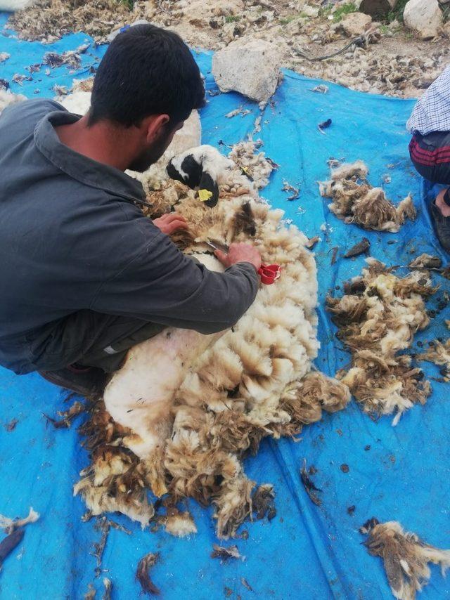 Mardin’de koyun kırkma sezonu başladı
