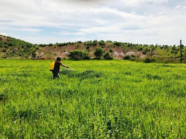 Yağışlardan etkilenen çiftçi sırt pompasıyla ilaçlama yaptı