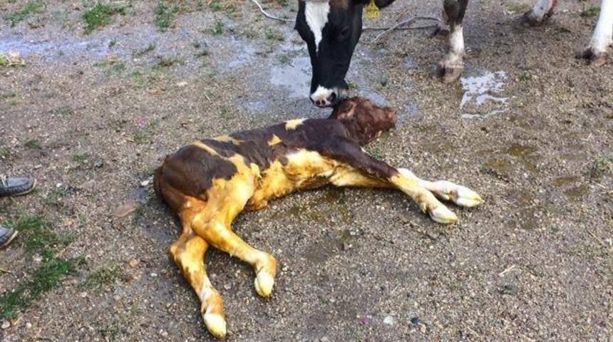 Sezaryen ile doğum, sadece insanlarda değil hayvanlarda da giderek artan bir durum