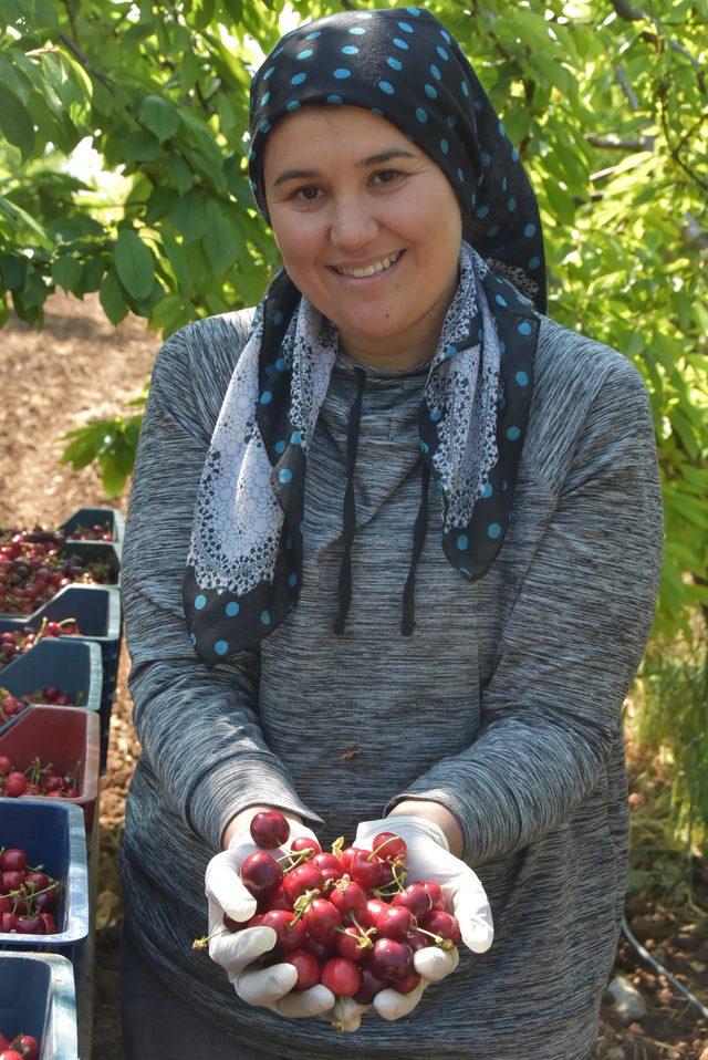 Kiraz üreticisi verimden memnun, yüksek maliyetten dertli