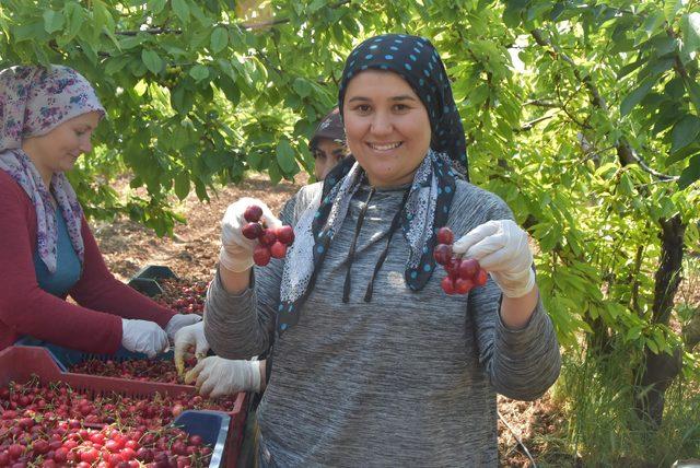 Kiraz üreticisi verimden memnun, yüksek maliyetten dertli