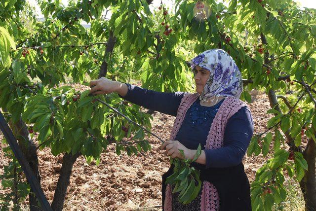 Kiraz üreticisi verimden memnun, yüksek maliyetten dertli