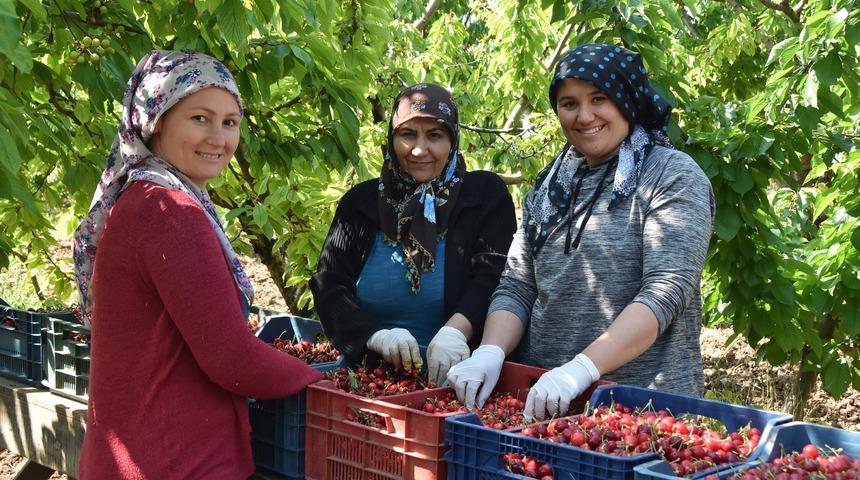 Kiraz üreticisi verimden memnun, yüksek maliyetten dertli