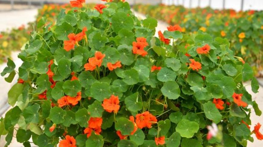 Bu çiçek diğerlerinden çok farklı! Nedeni ise...