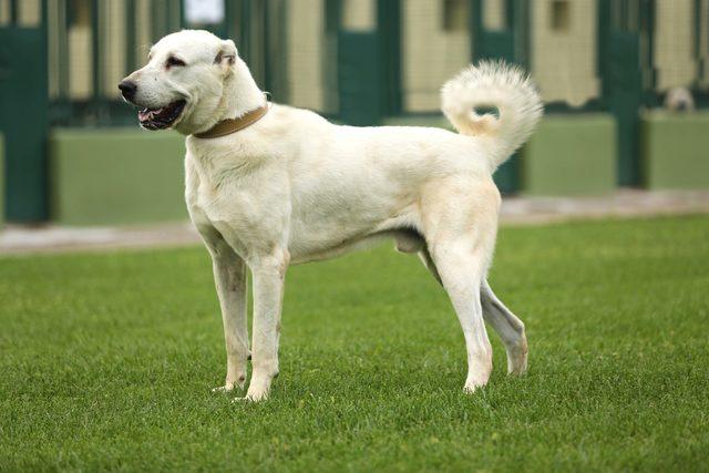 Bakanlıktan kangal ve akbaşların genlerine özel koruma