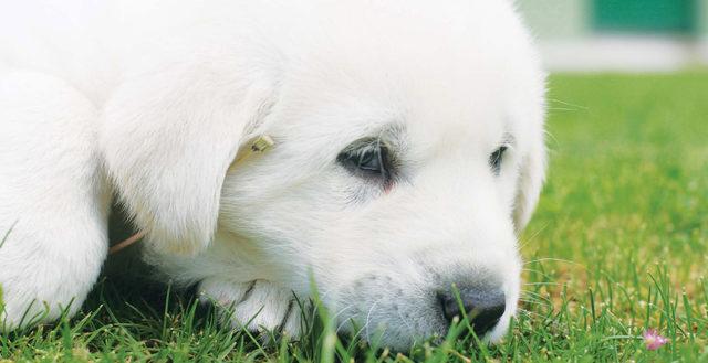 Bakanlıktan kangal ve akbaşların genlerine özel koruma