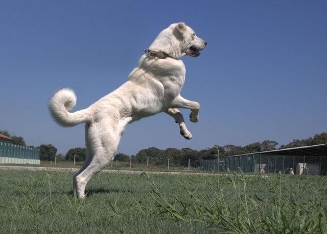 Bakanlıktan kangal ve akbaşların genlerine özel koruma