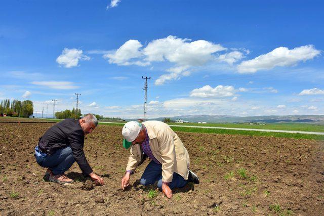 Muşlu çiftçiler, şeker pancarı ekimi için tarlada