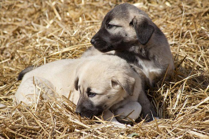 Bakanlıktan kangal ve akbaşların genlerine özel koruma G3