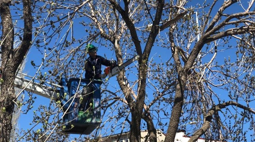 Kars&rsquo;ta belediye ağa&ccedil;ları buduyor