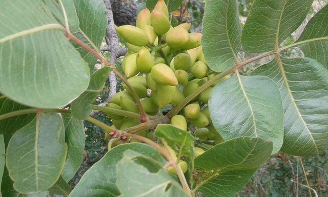 Yabani ağaçlar aşılanarak ekonomiye kazandırılıyor