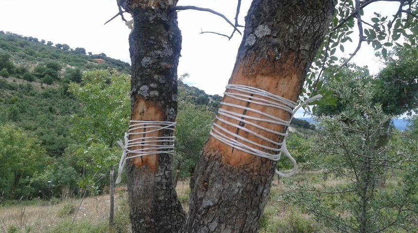 Yabani ağa&ccedil;lar aşılanarak ekonomiye kazandırılıyor