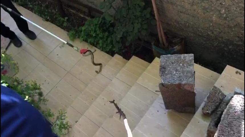 Nusaybin&rsquo;de evin bah&ccedil;esine giren yılanı itfaiye ekipleri yakaladı