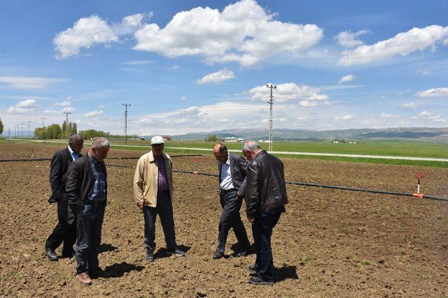 Muş’ta 15 bin dekar alanda pancar ekimi yapıldı